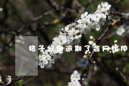 桔子分期逾期了会网络仲裁吗 桔子分期逾期了会网络仲裁吗