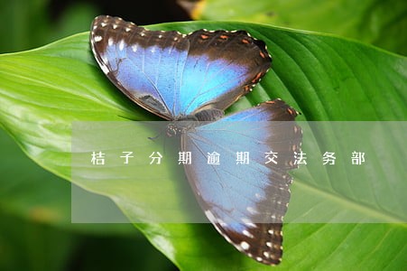 桔子分期逾期交法务部 桔子分期逾期交法务部