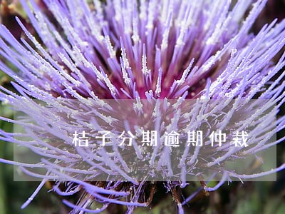 桔子分期逾期仲裁 桔子分期逾期仲裁