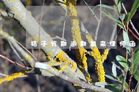 桔子分期逾期发来律师函 桔子分期逾期发来律师函
