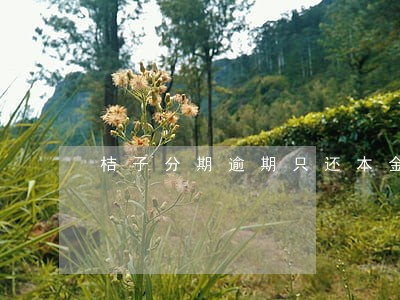 桔子分期逾期只还本金可以吗
