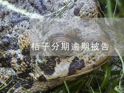 桔子分期逾期被告 桔子分期逾期被告