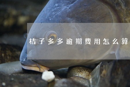 桔子多多逾期费用怎么算 桔子多多逾期费用怎么算