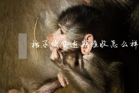 桔子快贷逾期催收怎么样