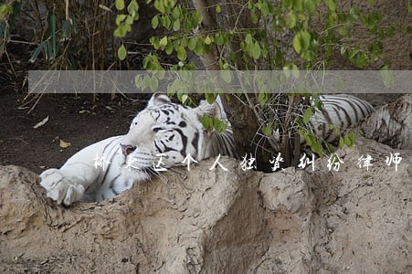 桥东区个人独资纠纷律师 桥东区个人独资纠纷律师