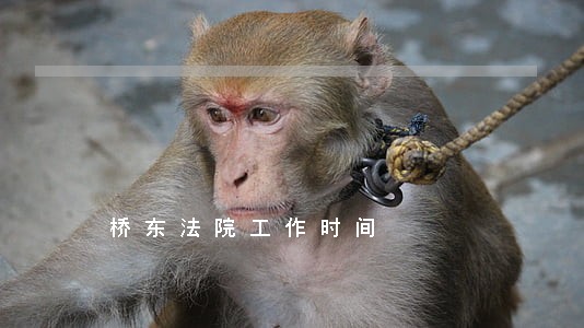 桥东法院工作时间 桥东法院工作时间