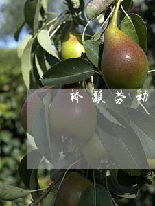 桥头劳动仲裁在线咨询 桥头劳动仲裁在线咨询