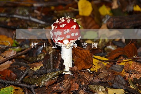 桦川县律师咨询