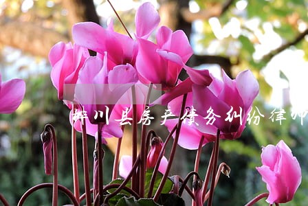 桦川县房产债务纠纷律师 桦川县房产债务纠纷律师