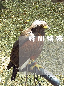 桦川特殊标志合同纠纷律师 桦川特殊标志合同纠纷律师