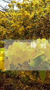 梅州借款逾期债务重组方式有哪些 梅州借款逾期债务重组方式有哪些