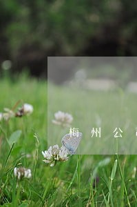 梅州公司解散在线律师 梅州公司解散在线律师