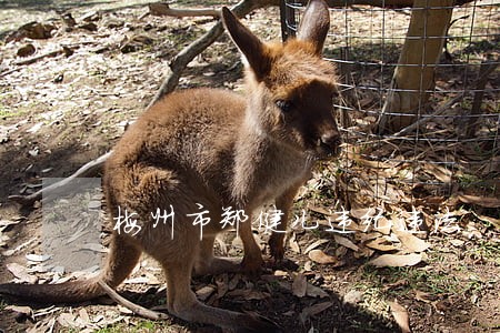 梅州市郑健儿违纪违法 梅州市郑健儿违纪违法