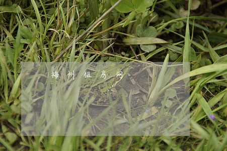 梅州租房网 梅州租房网