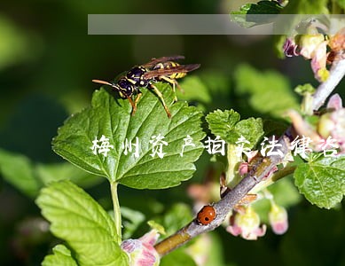 梅州资产拍卖法律咨询热线 梅州资产拍卖法律咨询热线