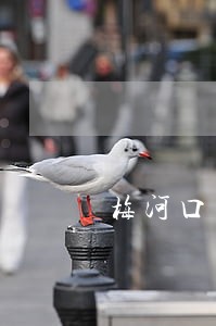 梅河口法院现任人员 梅河口法院现任人员