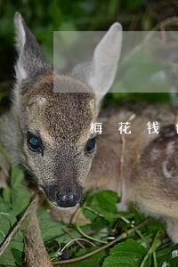 梅花钱包逾期 梅花钱包逾期