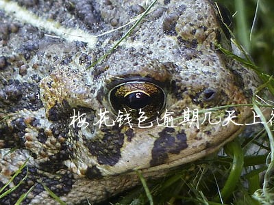 梅花钱包逾期几天上征信 梅花钱包逾期几天上征信