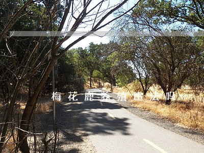 梅花鹿养殖违法吗 梅花鹿养殖违法吗