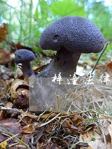 梓潼法律援助中心 梓潼法律援助中心