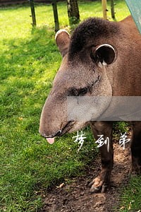 梦到弟弟房贷逾期 梦到弟弟房贷逾期