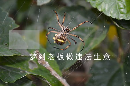 梦到老板做违法生意 梦到老板做违法生意