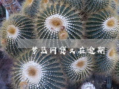 梦见网贷又在逾期 梦见网贷又在逾期
