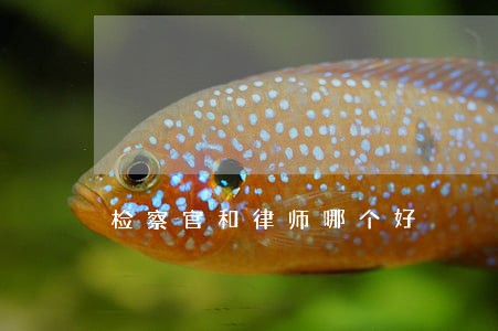 检察官和律师哪个好 检察官和律师哪个好