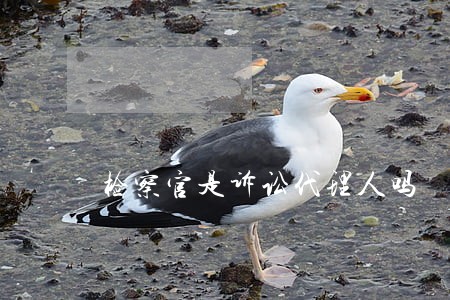 检察官是诉讼代理人吗 检察官是诉讼代理人吗