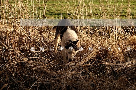 检察官跟律师有什么不同