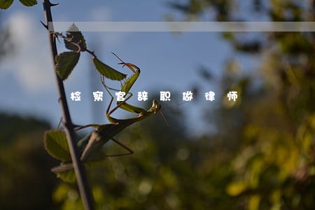 检察官辞职做律师 检察官辞职做律师