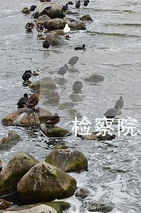 检察院对法院监督法律依据 检察院对法院监督法律依据