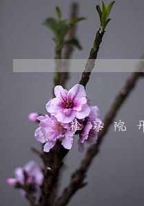 检察院开始诉讼阶段了 检察院开始诉讼阶段了