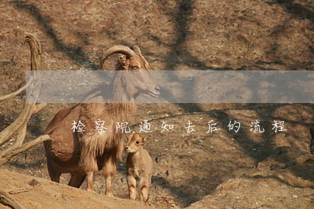 检察院通知去后的流程 检察院通知去后的流程