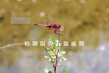 检测报告不做逾期 检测报告不做逾期