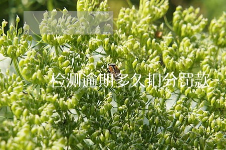 检测逾期多久扣分罚款 检测逾期多久扣分罚款