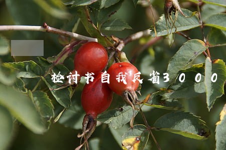 检讨书自我反省3000字 检讨书自我反省3000字