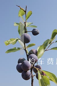 检车费用逾期 检车费用逾期