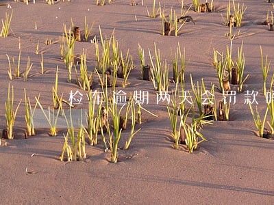 检车逾期两天会罚款吗