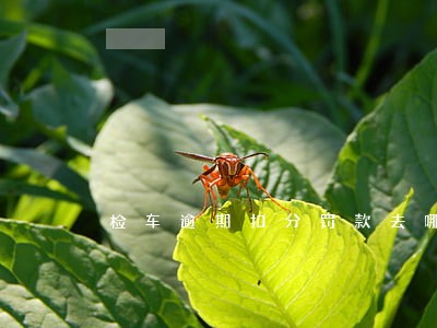 检车逾期扣分罚款去哪里办理 检车逾期扣分罚款去哪里办理