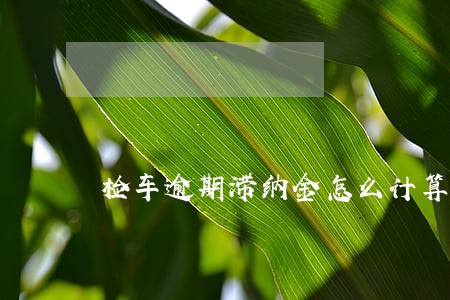 检车逾期滞纳金怎么计算 检车逾期滞纳金怎么计算