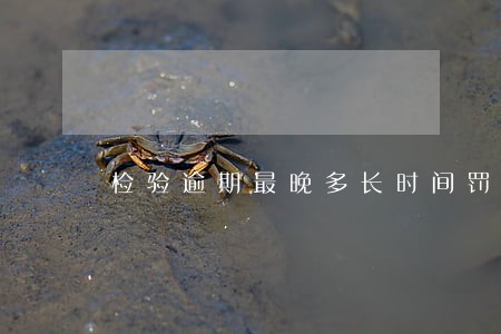 检验逾期最晚多长时间罚款 检验逾期最晚多长时间罚款