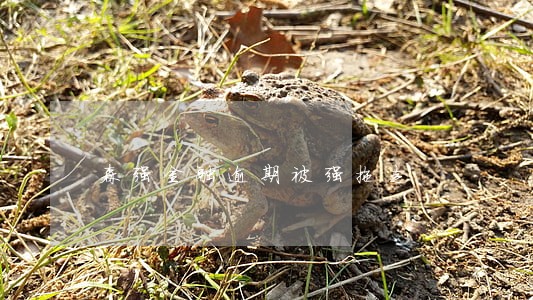 森强金融逾期被强拖走 森强金融逾期被强拖走