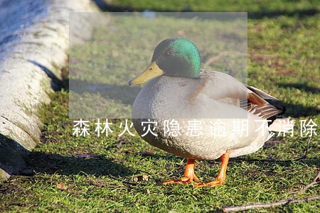 森林火灾隐患逾期不消除 森林火灾隐患逾期不消除
