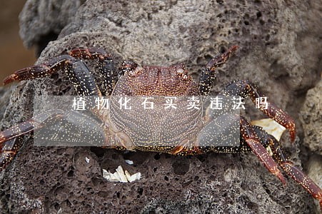 植物化石买卖违法吗 植物化石买卖违法吗