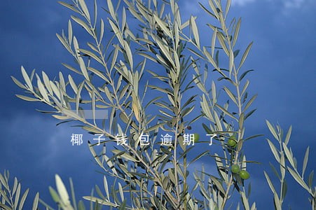 椰子钱包逾期了 椰子钱包逾期了
