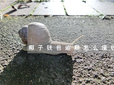 椰子钱包逾期怎么催收 椰子钱包逾期怎么催收