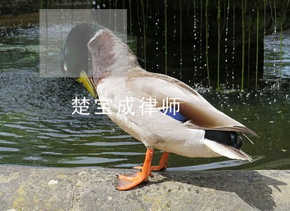 楚宝成律师 楚宝成律师