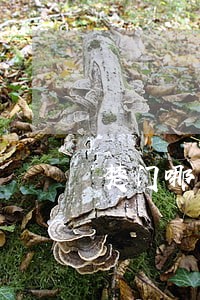 楚门哪条路有法律咨询 楚门哪条路有法律咨询