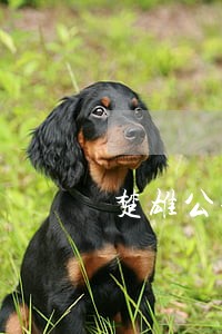 楚雄公积金贷款逾期怎么办 楚雄公积金贷款逾期怎么办